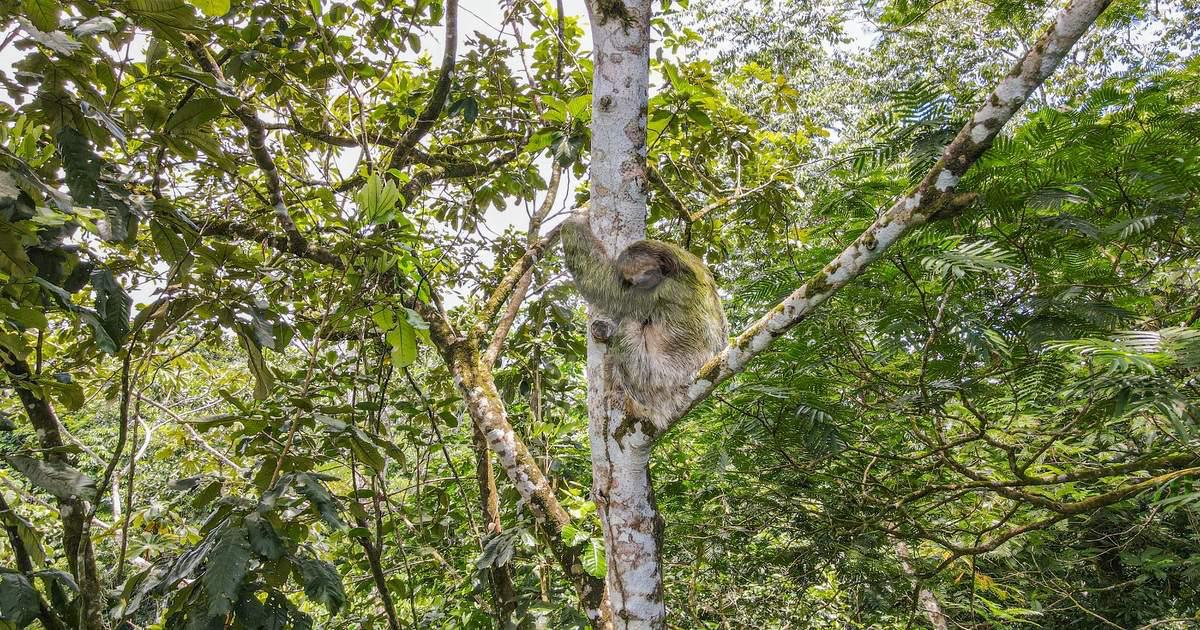 Sloth Tour in La Fortuna